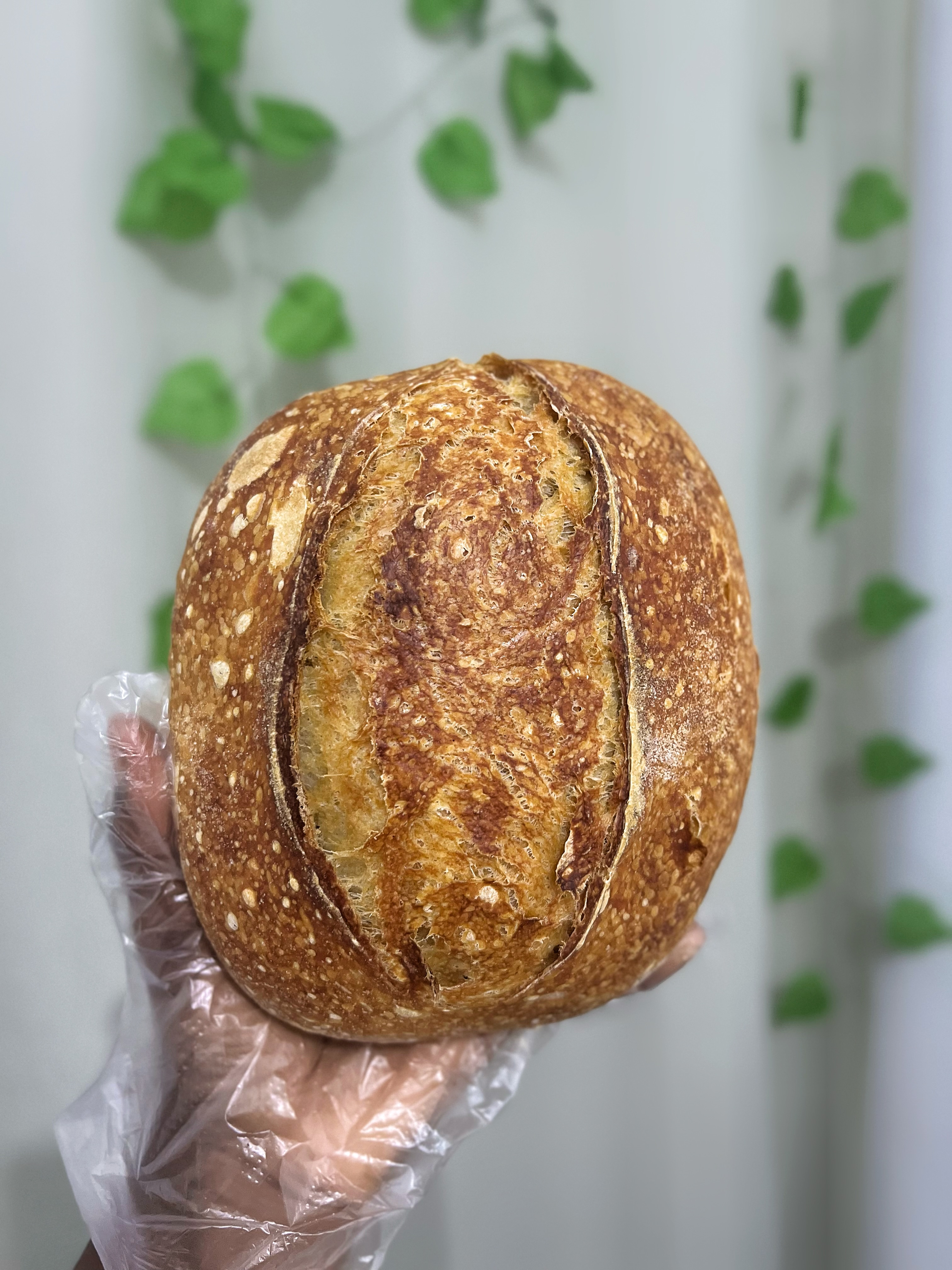 PLAIN SOURDOUGH